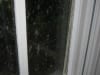 Mould on Windows Removal
