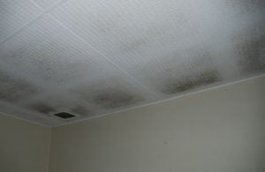 Mould on ceiling