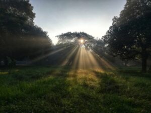 Sunlight on a winter morning