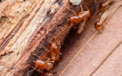 Effective Subfloor Ventilation for Termite Prevention