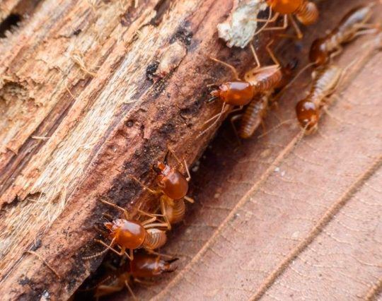 Effective Subfloor Ventilation for Termite Prevention