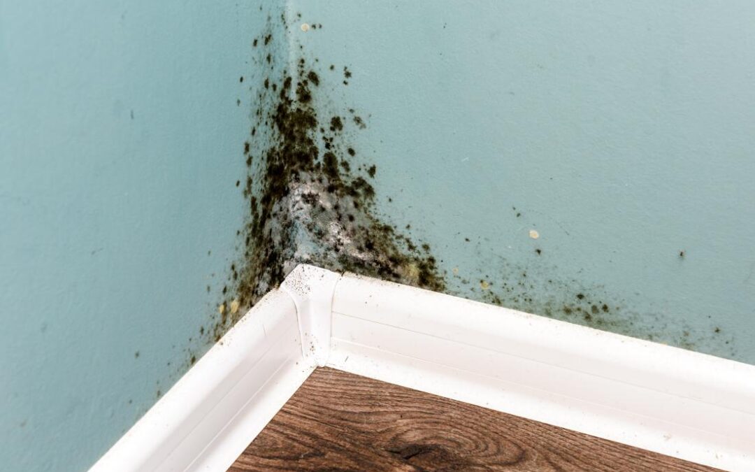 ventilation system help prevent mould in the home